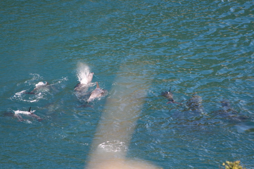 pod of bottlenose dolphins trapped in "the cove"