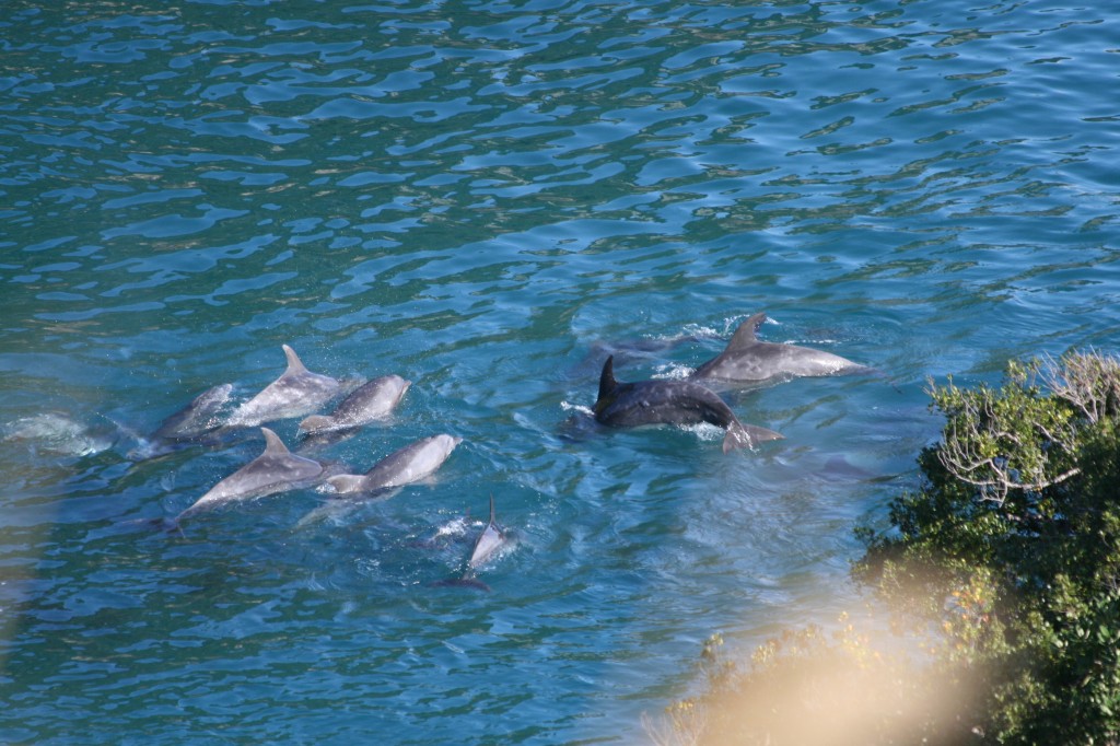 pod of bottlenose dolphins trapped in "the cove"