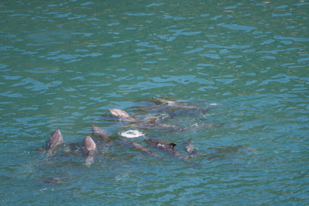 pod of bottlenose dolphins trapped in "the cove"