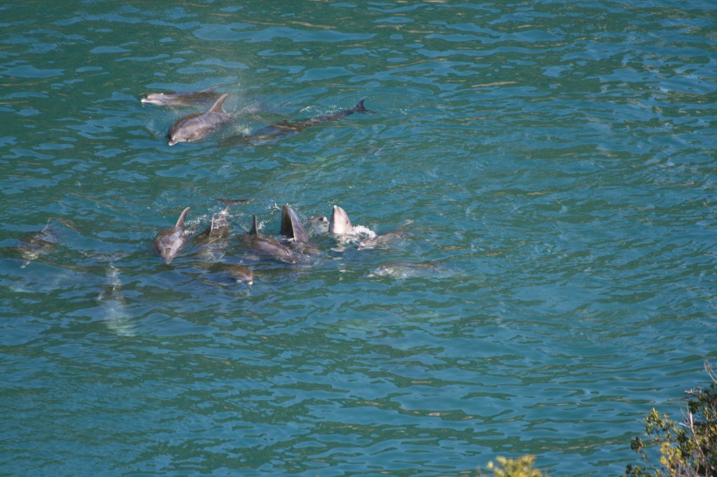 pod of bottlenose dolphins trapped in "the cove"