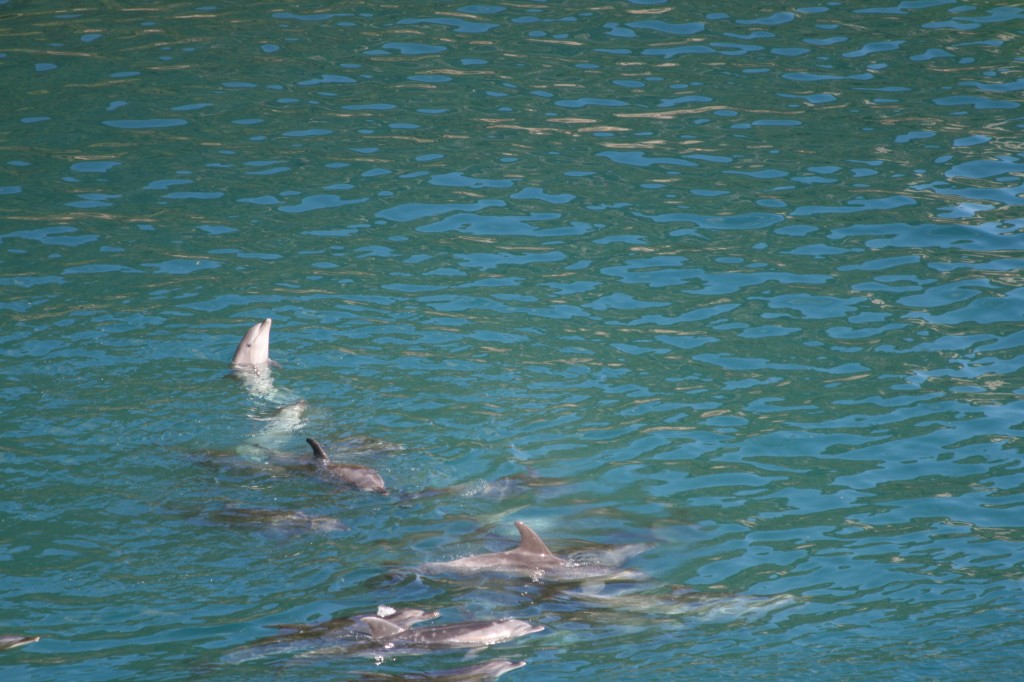 bottlenose dolphins