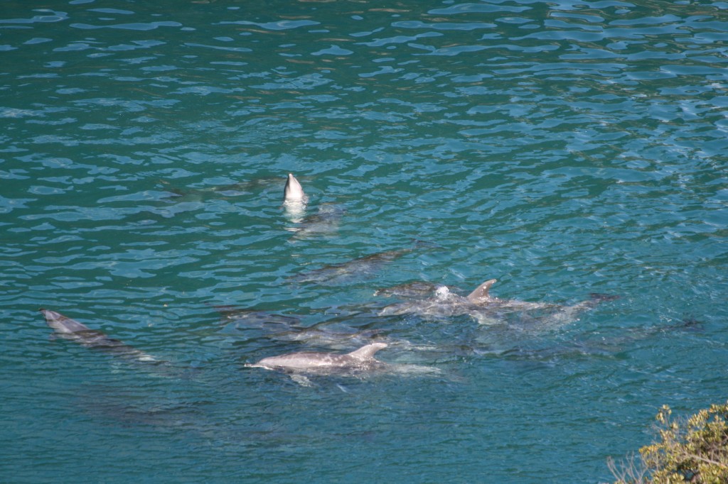 pod of bottlenose dolphins trapped in "the cove"